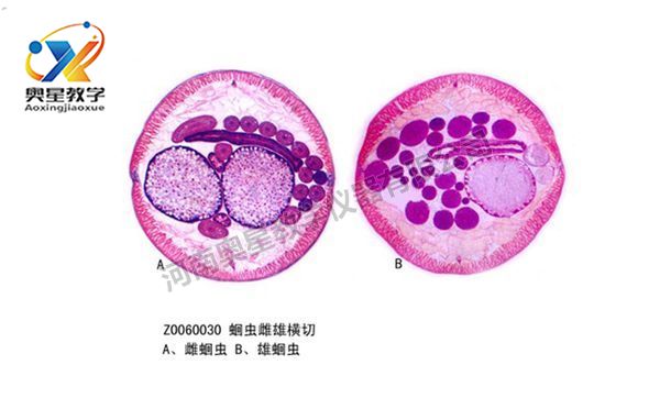 蛔虫雌雄横切