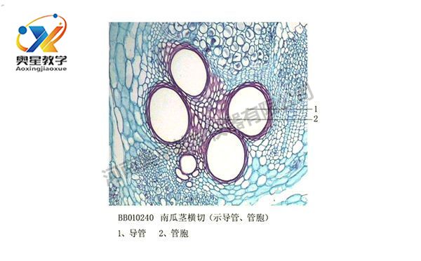 迎春叶横切