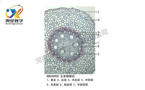 玉米根横切