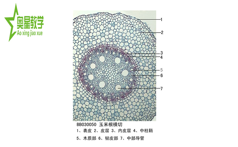 生物切片的注意事项