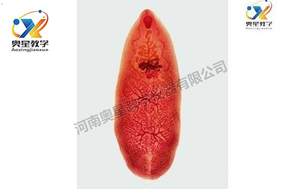 姜片虫装片，寄生虫学切片