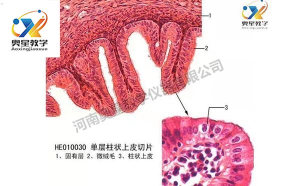 组织与胚胎学切片