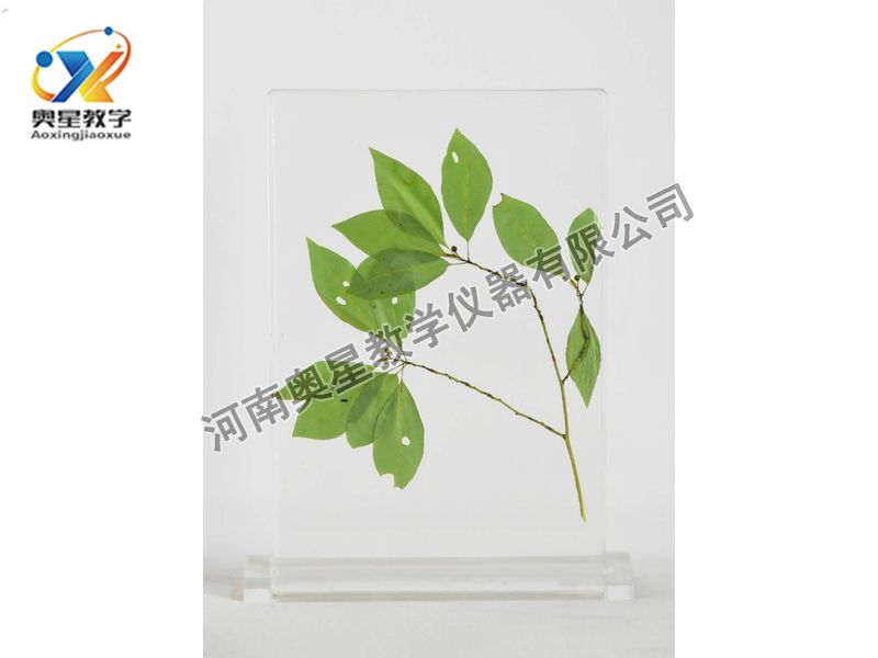 琥珀标本