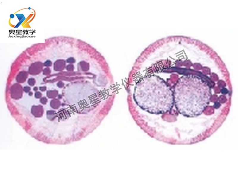 蛔虫雌雄横切原图