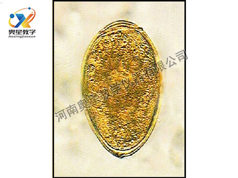 猪带绦虫孕节