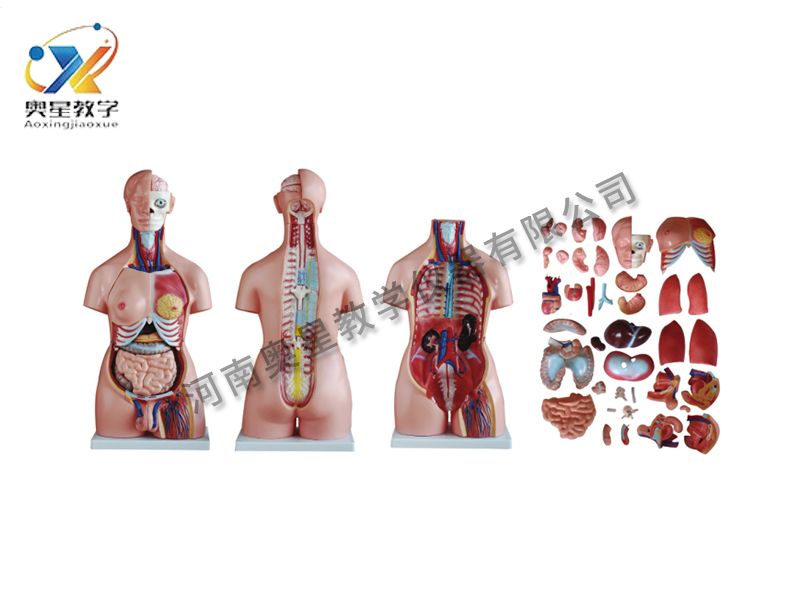 两性躯干模型40件