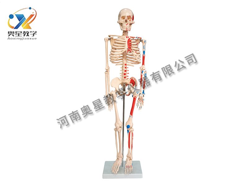 人体骨骼附肌肉着色模型